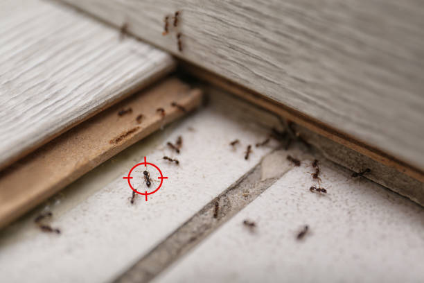 Best Mosquito Control Services  in Rancho Mission Viejo, CA