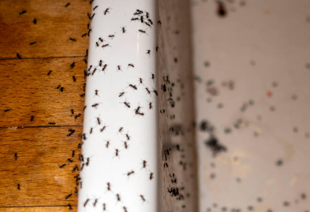 Flea Control Services in Rancho Mission Viejo, CA